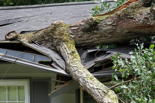 Storm Remediation in Torrance