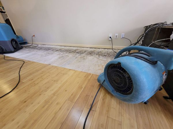 Water Damage Mitigation in Torrance